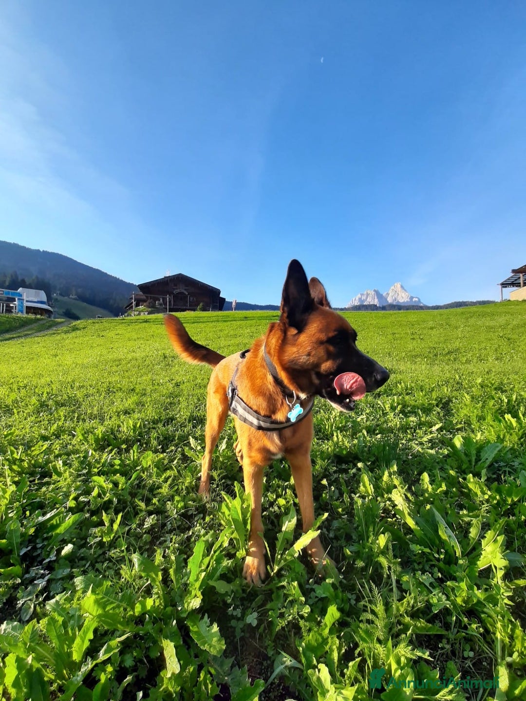 Pastore Belga cani in regalo: Cerco nuova famiglia per Class - Annuncio 4