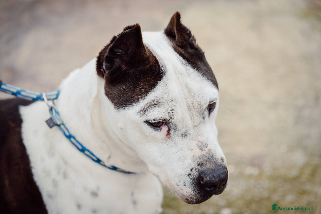Meticcio cani in regalo: Lo sguardo di Futura chiede solo amore - Annuncio 10