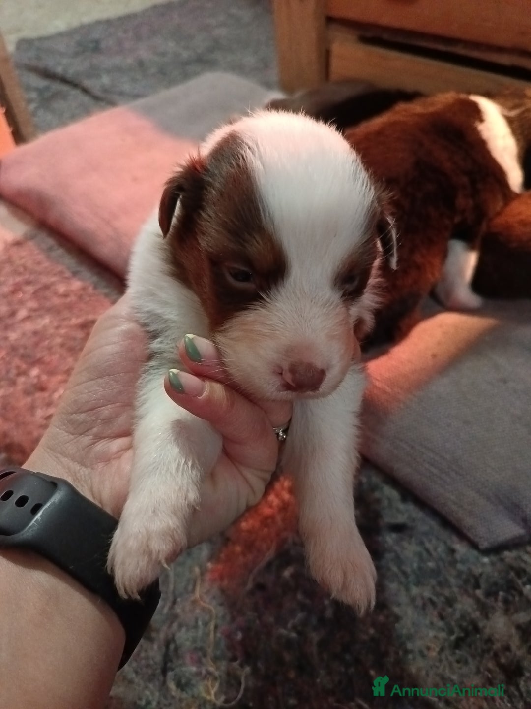Australian Shepherd cani in vendita: Cuccioli di pastore australiano  - Annuncio 5