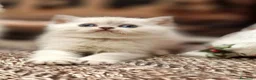 British gatti in vendita: British shorthair e longhair  - Annuncio 5