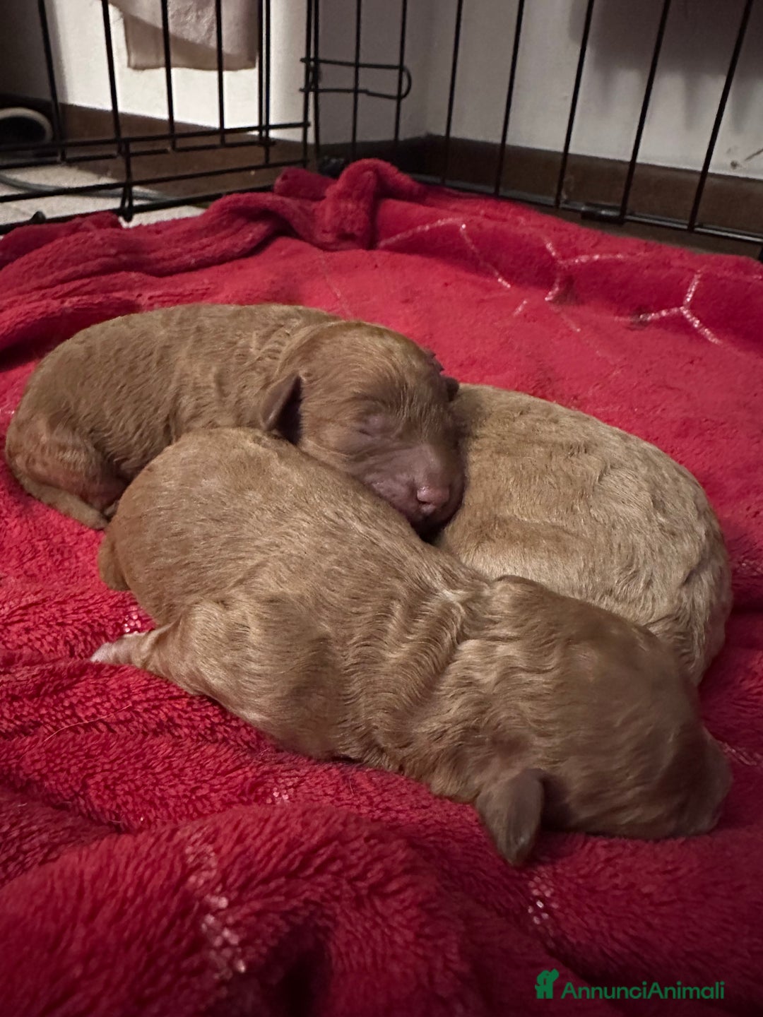 Barbone cani in vendita: Barboncini cuccioli  - Annuncio 7