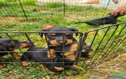 Jagdterrier cani in vendita: Jadgterrier  a Provincia di Pavia - Immagine 7