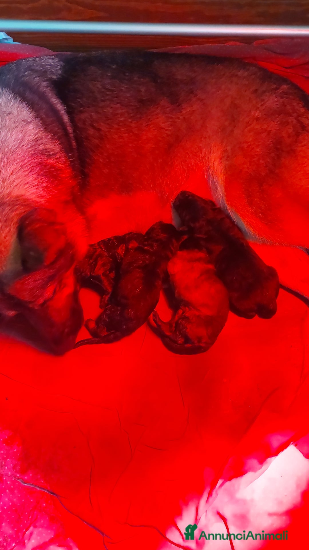 Pastore Tedesco cani in vendita: Cuccioli pastore tedesco pedigree enci  - Annuncio 2