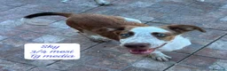 Meticcio cani in regalo: Cuccioli, non hanno chiesto di nascere! a Provincia di Brescia - Annuncio 8