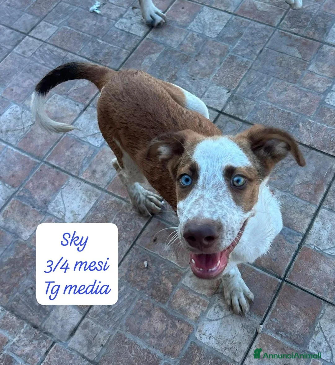 Meticcio cani in regalo: Cuccioli, non hanno chiesto di nascere! a Provincia di Brescia - Annuncio 8