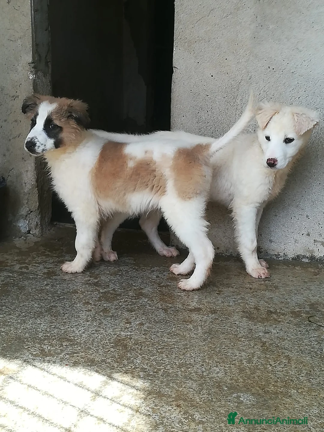 Meticcio cani in regalo: CARAMELLO E BISCOTTO  - Annuncio 5