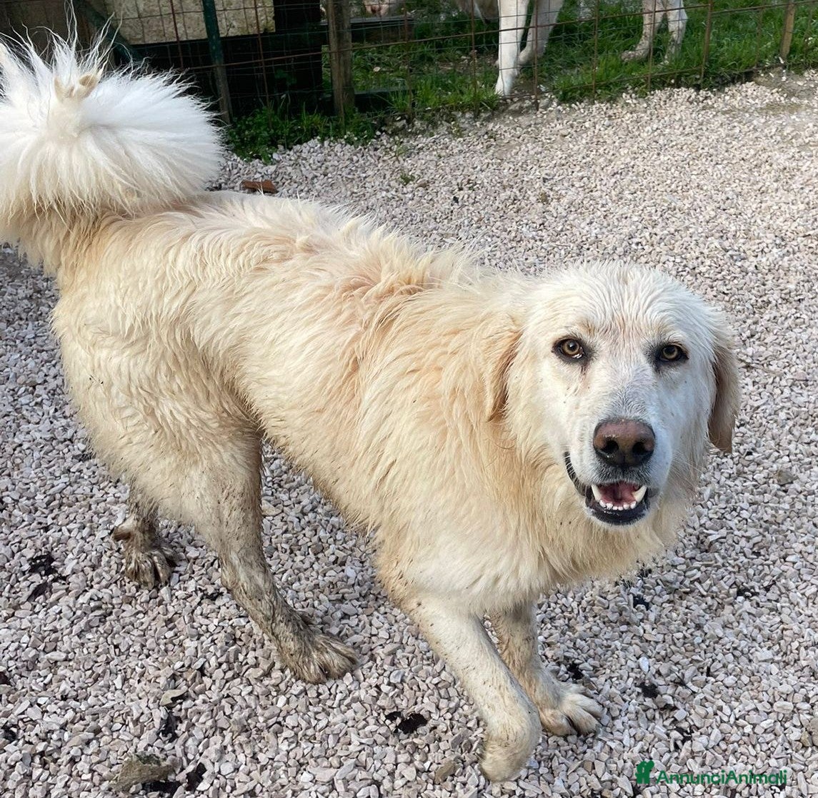 Meticcio cani IL TENERISSIMO LUCKY ASPETTA TE - Annuncio 2