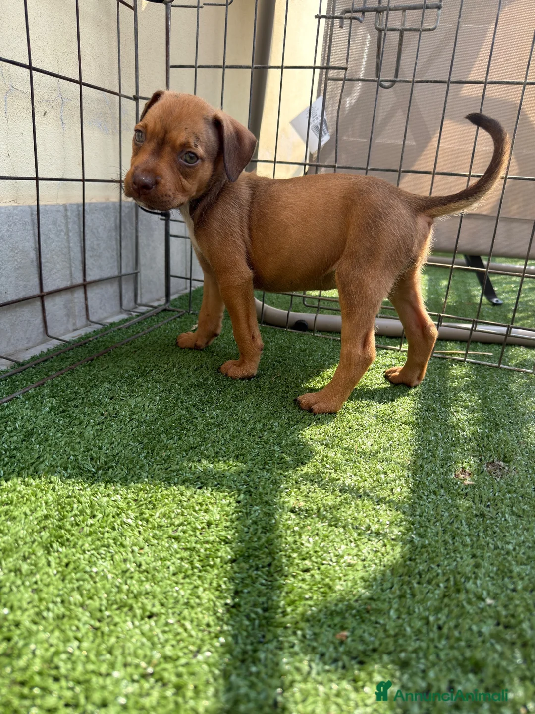 Pitbull cani in vendita: Ultima Femmina pitbull Disponibile  - Annuncio 5