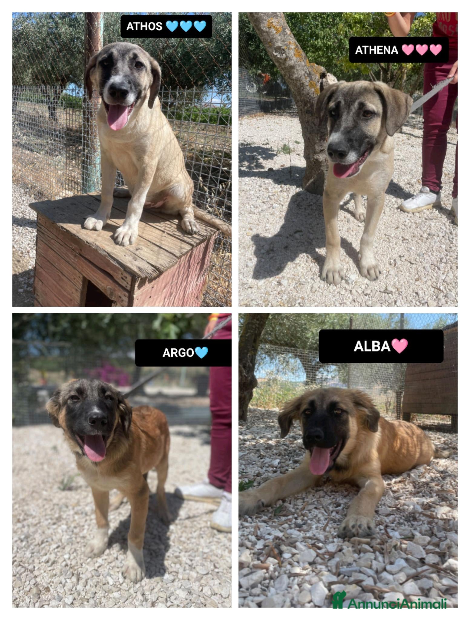 Altre razze cani ALBA ARGO ATHENA E ATHOS - Annuncio 7