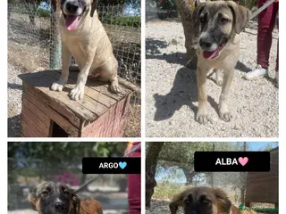 Altre razze cani ALBA ARGO ATHENA E ATHOS - Annuncio 7