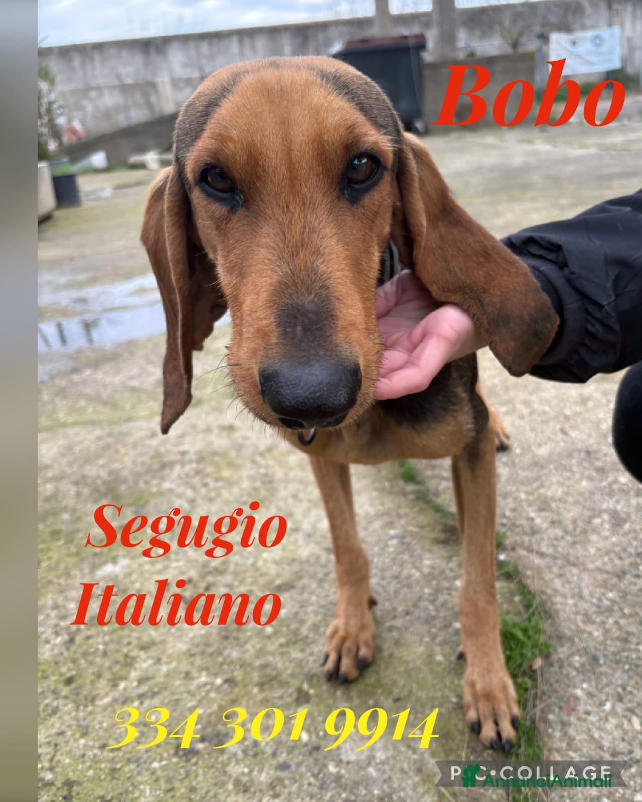 Segugio cani BOBO 💙 ama correre. Ama fidarsi. - Annuncio 1