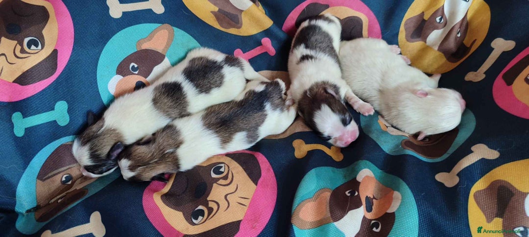 Spitz cani in vendita: Spitz Pomerania - Annuncio 5