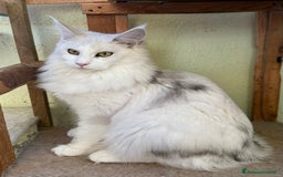 Maine Coon gatti in vendita: Maine coon cuccioli  a Città metropolitana di Milano - Immagine 6
