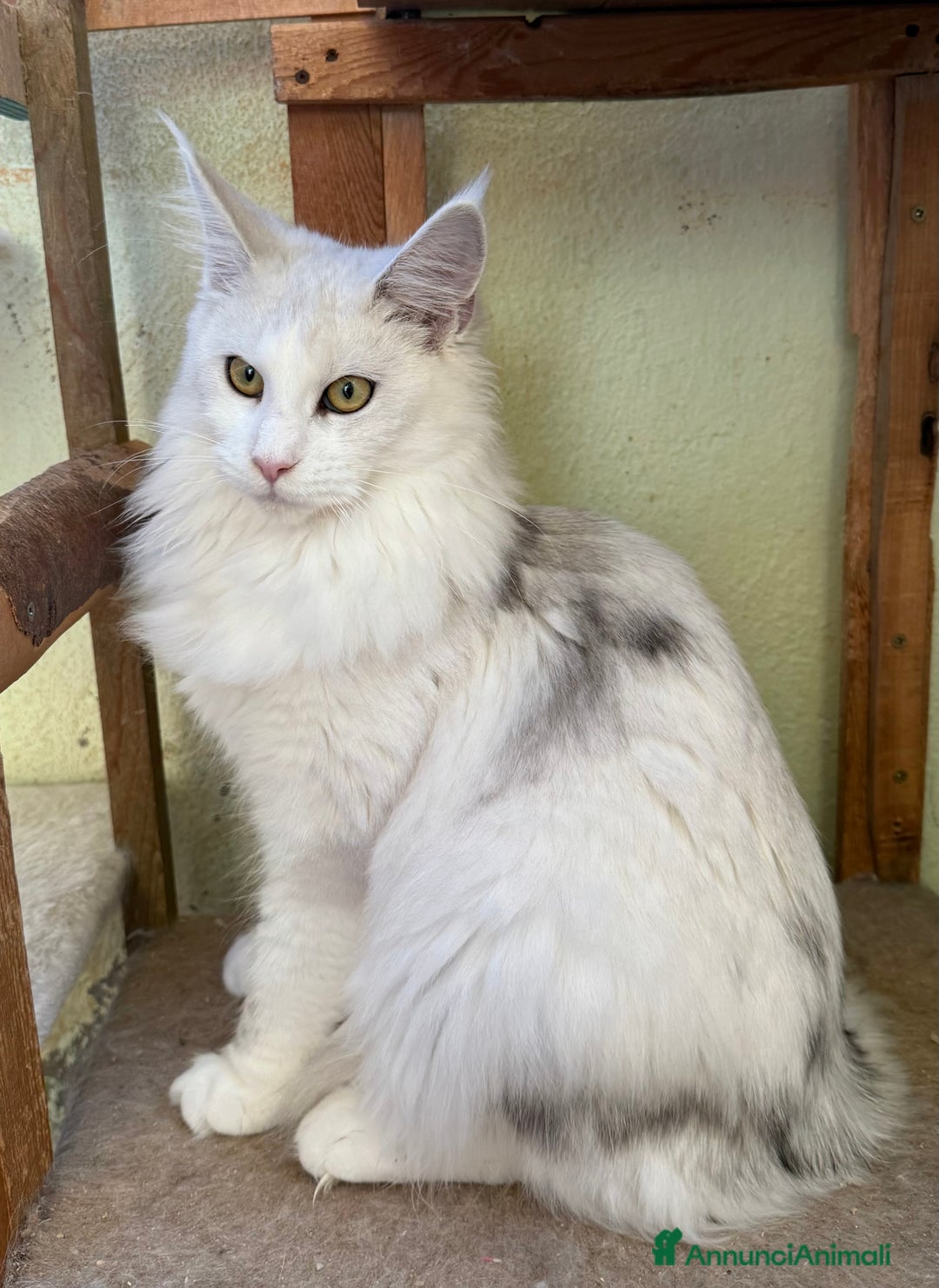 Maine Coon gatti in vendita: Maine coon cuccioli  a Città metropolitana di Milano - Immagine 6