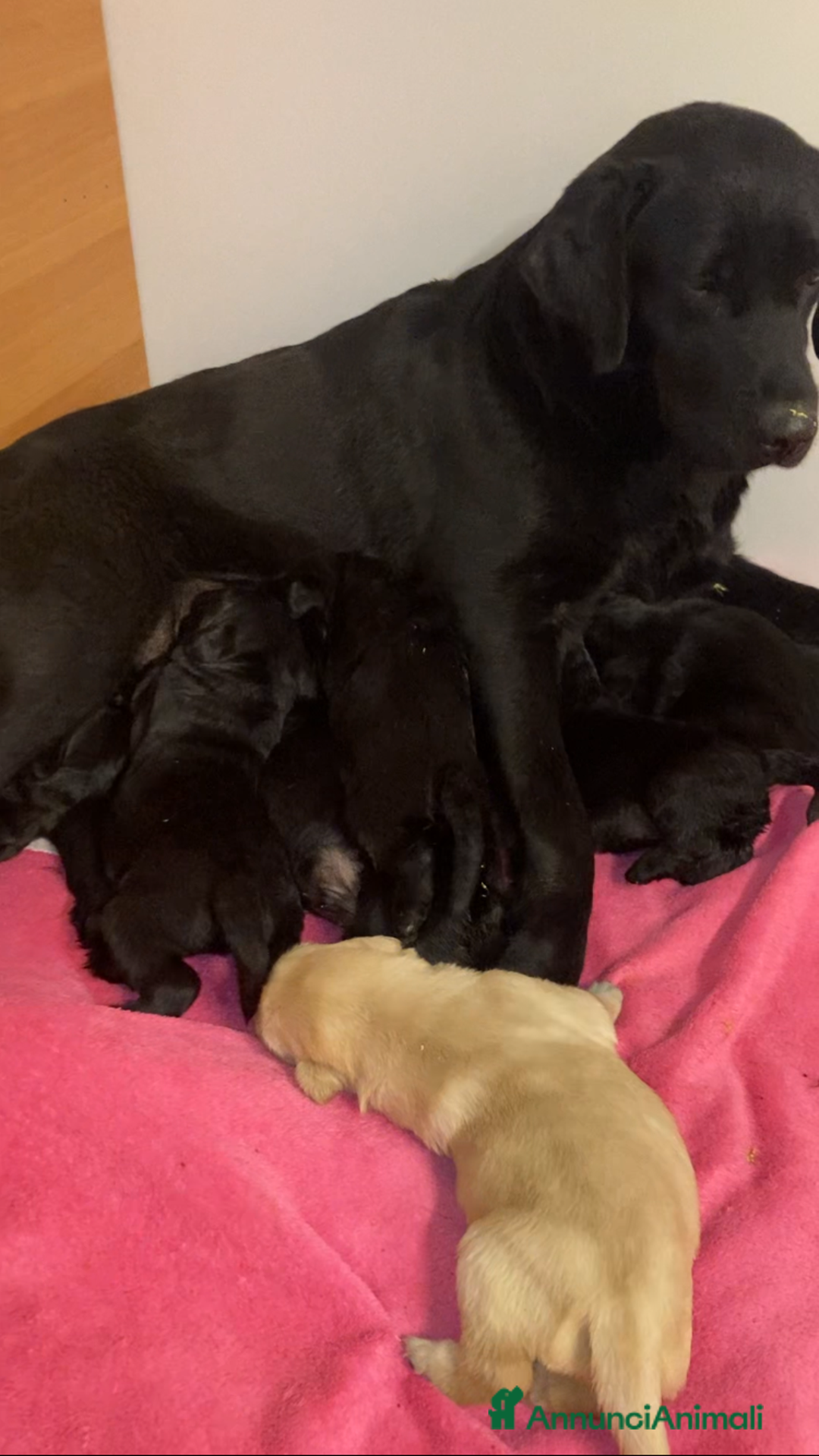 Labrador cani in vendita: Ultimi cuccioli di Labrador  a Provincia di Bergamo - Immagine 18