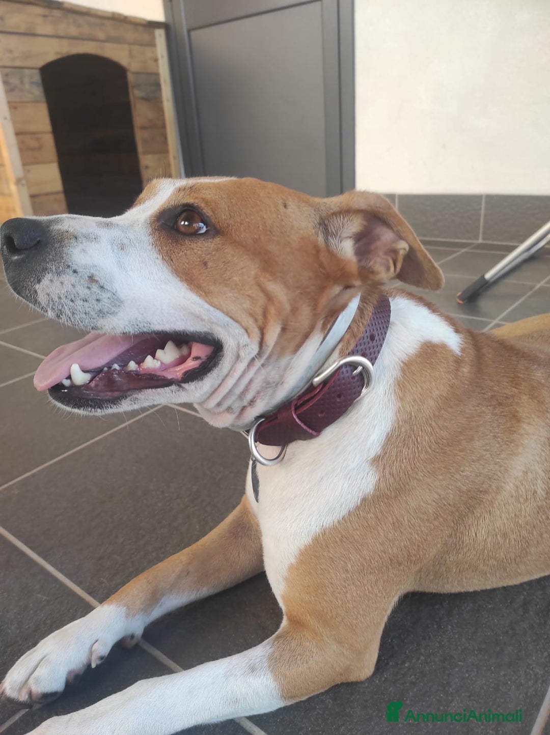 American Staffordshire cani in regalo: Cane in adozione - Annuncio 8