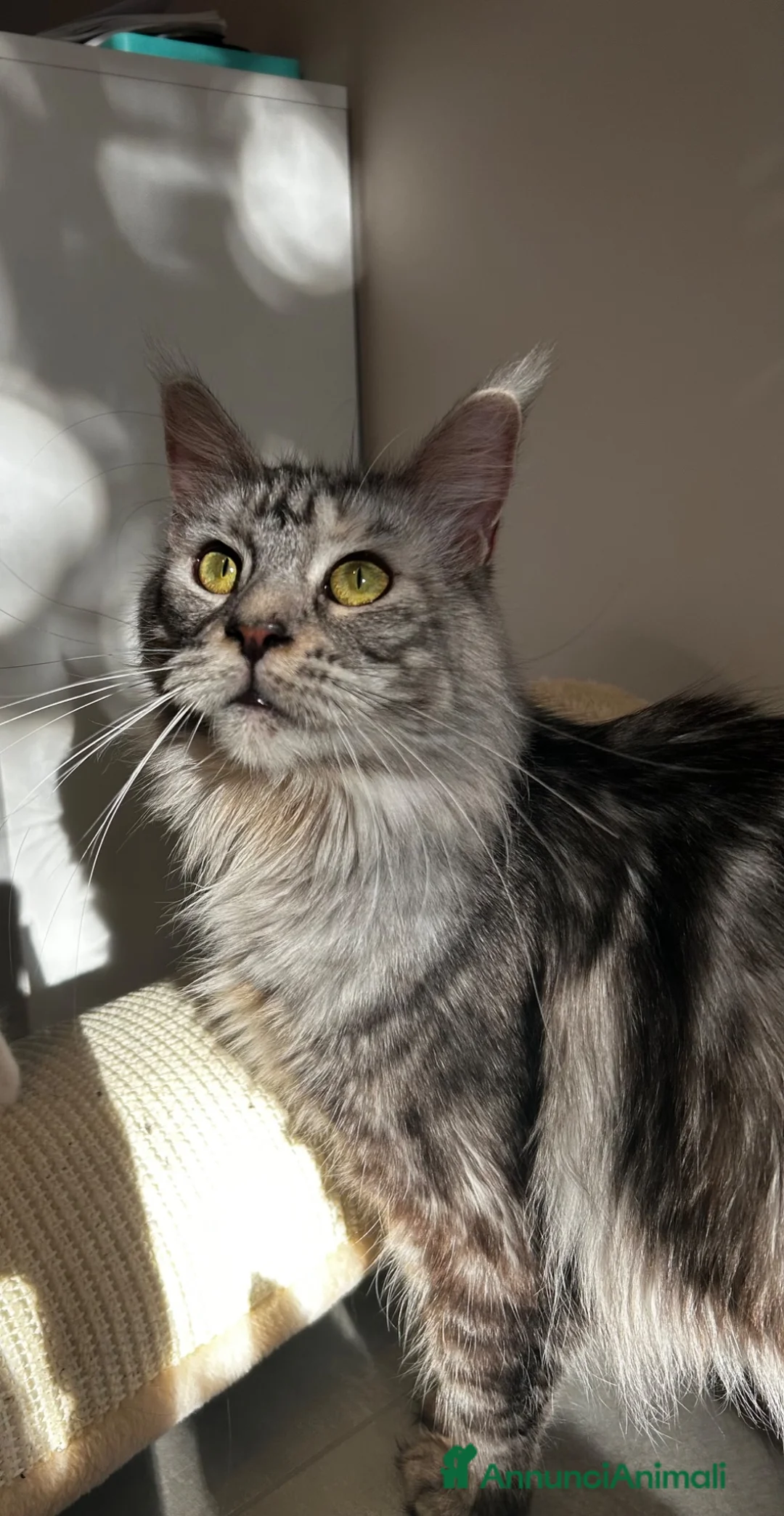 Maine Coon gatti in vendita: Maine Coon con pedigree  - Annuncio 2