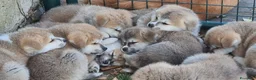 Akita Inu cani in vendita: ULTIME PRENOTAZIONI CUCCIOLI AKITA LOMBARDIA - Annuncio 18