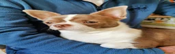 Chihuahua cani in vendita: Cuccioli Chihuahua alta genealogia a Provincia di Belluno - Annuncio 8