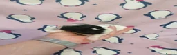 Shih Tzu cani in vendita: Shih Tzu cuccioli - Annuncio 5