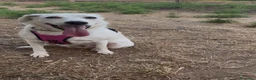 Meticcio cani in regalo: WILMA 🩷 non ha mai avuto una vera casa 🥺 a Provincia di Asti - Annuncio 2