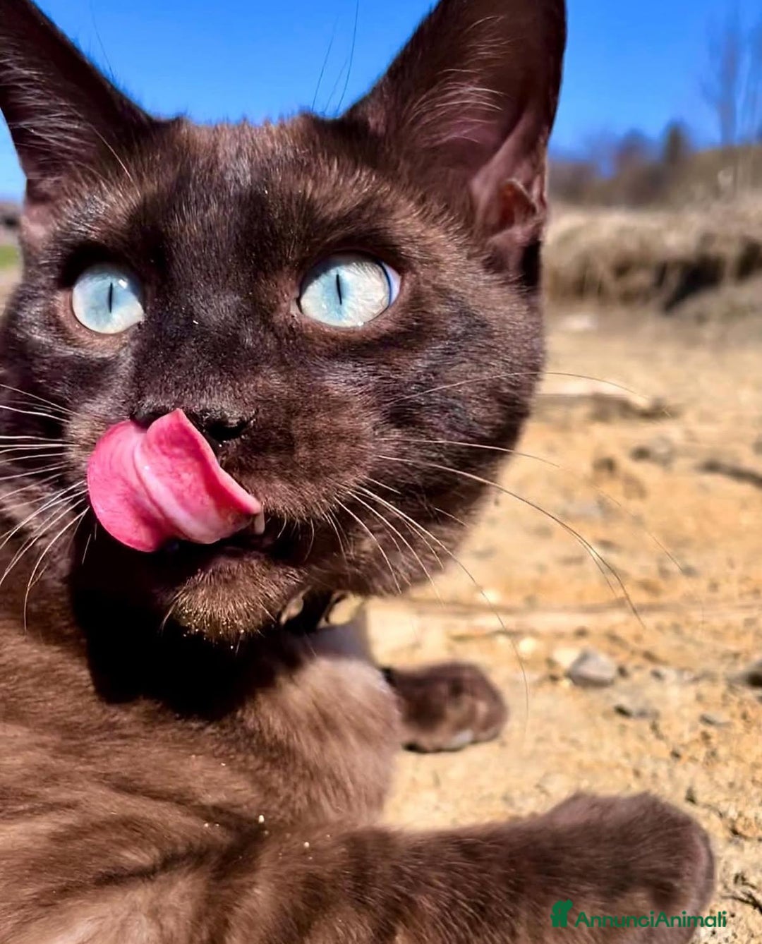 Bengala gatti in vendita: Gatti del bengala con pedigree Anfi - Annuncio 5