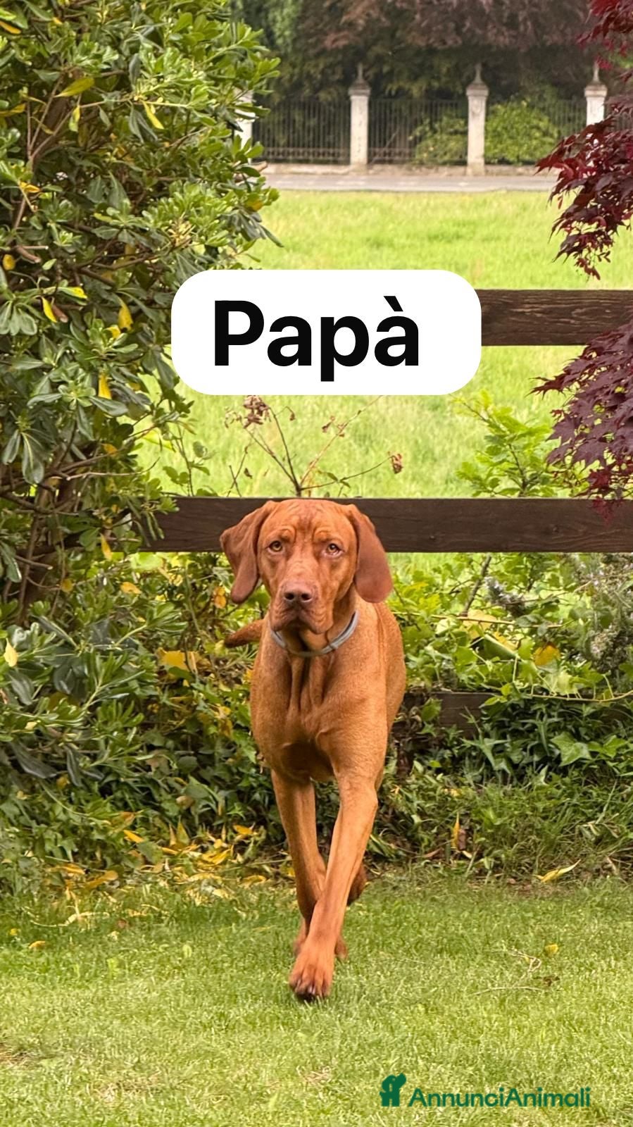 Vizsla cani Bracco ungherese  - Annuncio 2