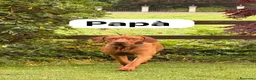 Vizsla cani in vendita: Bracco ungherese  a Provincia di Monza e della Brianza - Annuncio 2