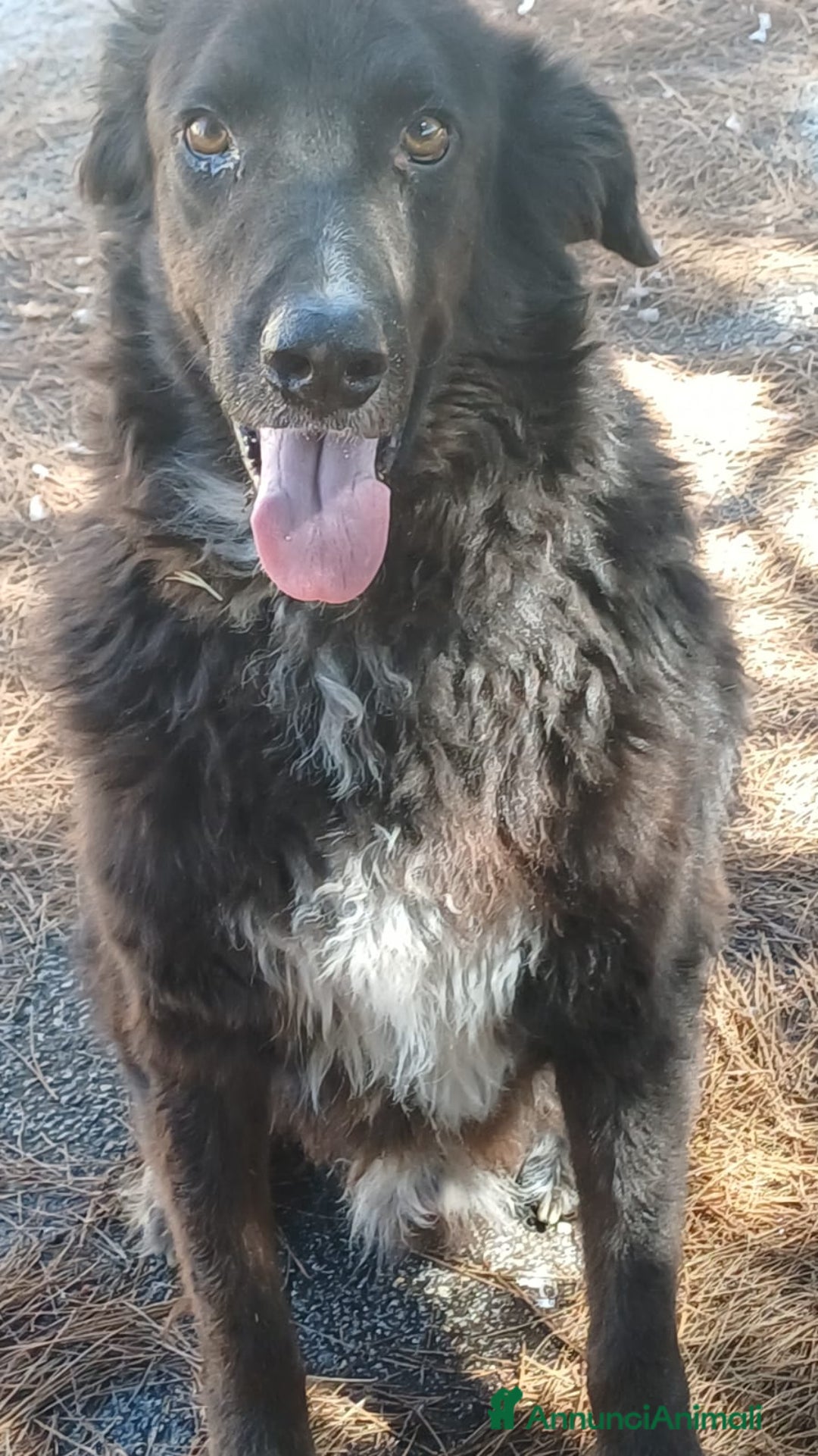 Meticcio cani in regalo: Kalù cerca casa - Annuncio 2