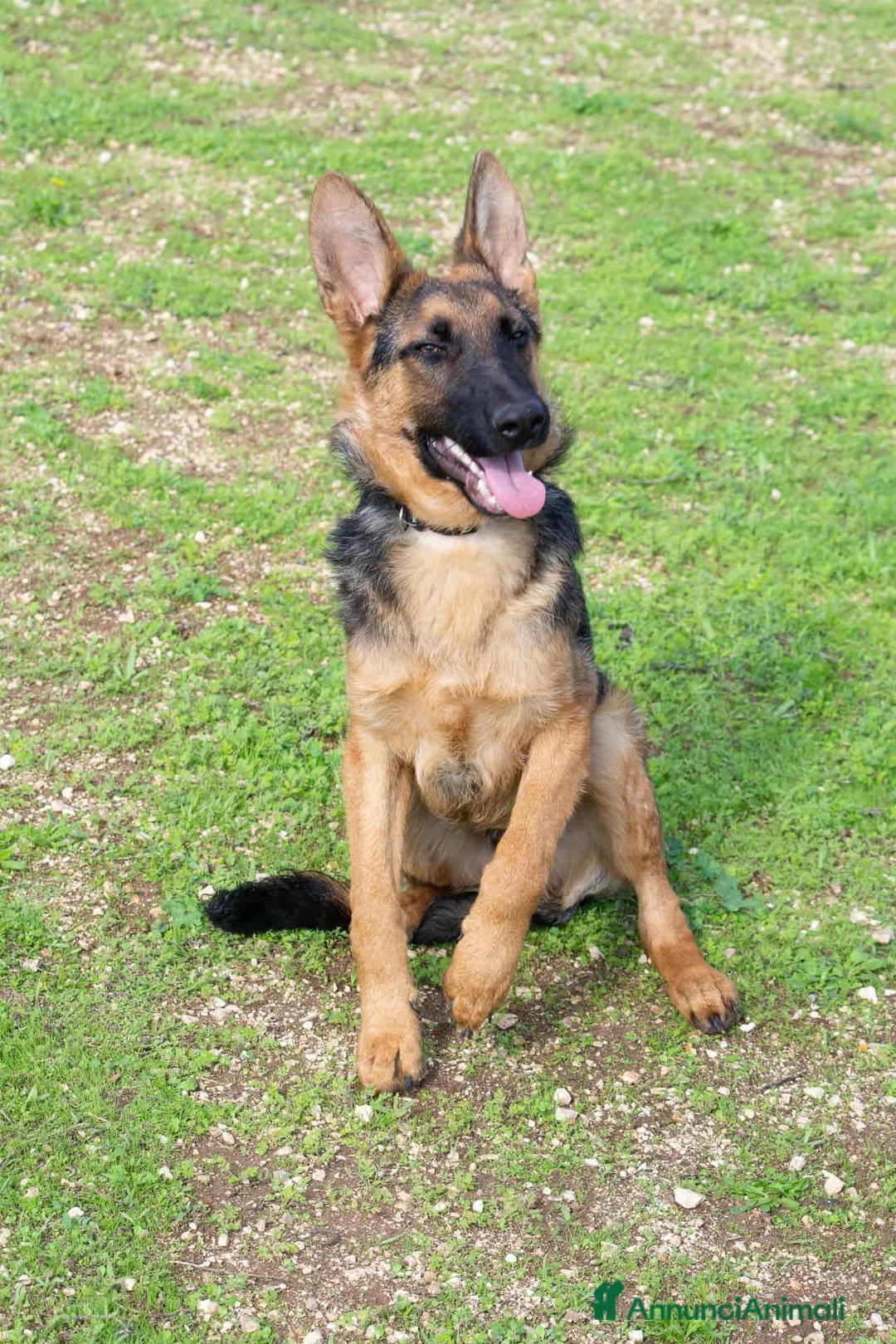 Pastore Tedesco cani in regalo: Battista - Annuncio 3