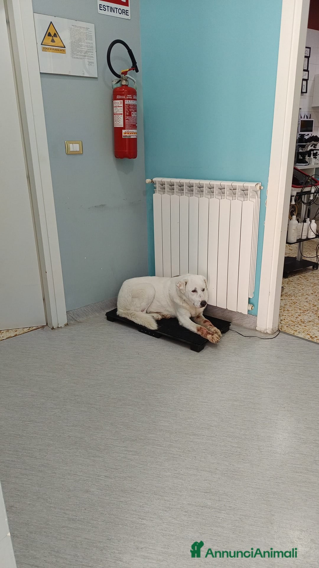 Meticcio cani in regalo: Consuelo: adozione del cuore o stallo  a Città Metropolitana di Genova - Annuncio 21