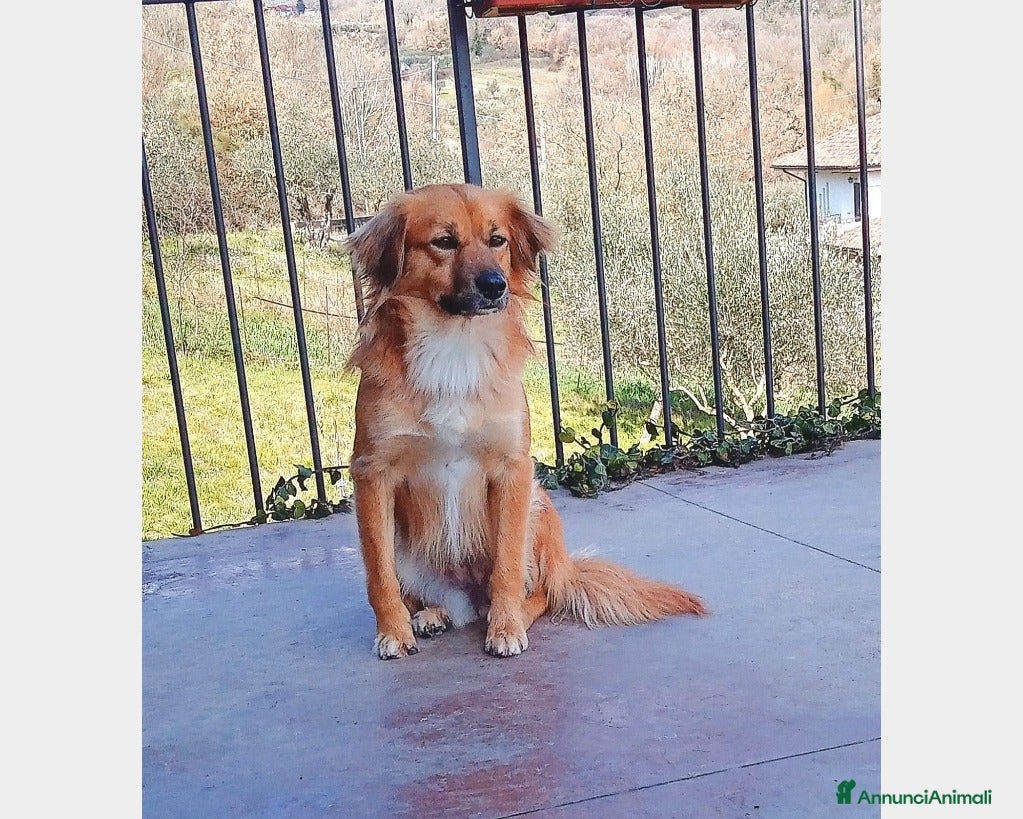 Meticcio cani Nora, 10 kg di dolcezza  a Roma - Annuncio 8