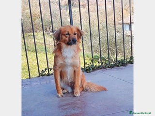 Meticcio cani in regalo: Nora, 10 kg di dolcezza a Roma - Annuncio 3