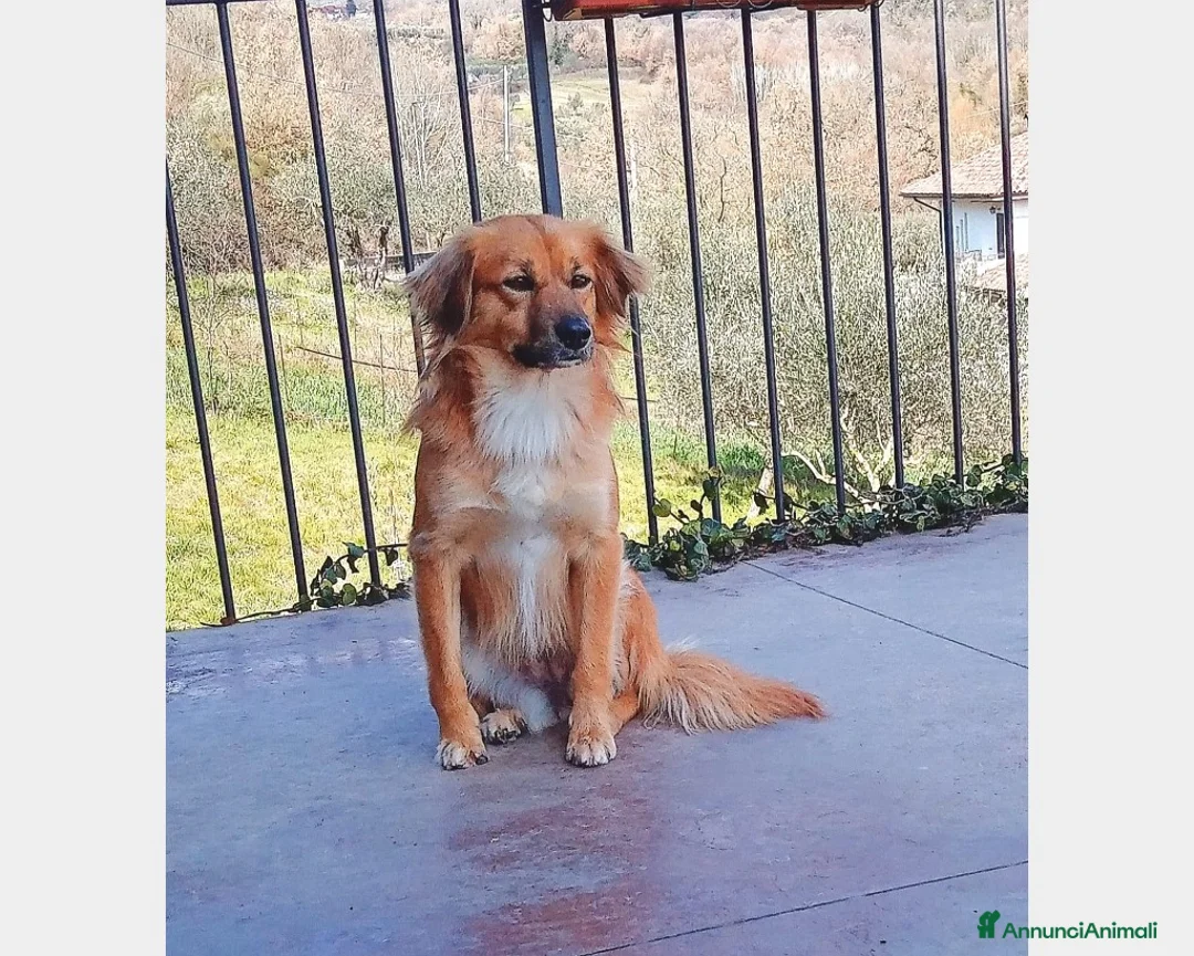 Meticcio cani in regalo: Nora, 10 kg di dolcezza  a Roma - Annuncio 1