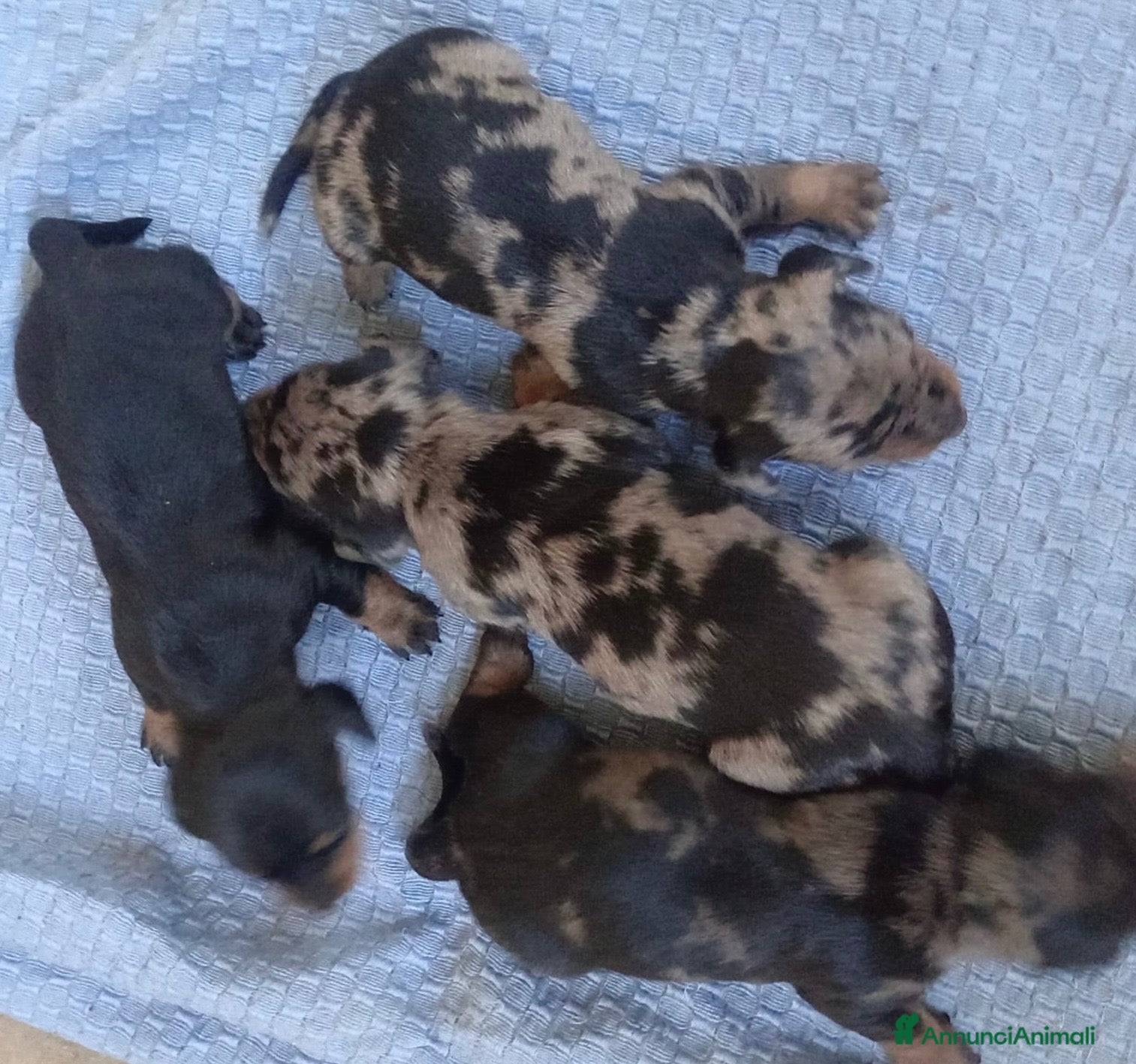 Bassotto cani Cuccioli bassotti neri e Arlecchino silver  - Annuncio 3