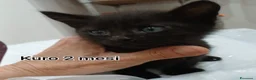 Altre razze gatti in regalo: GATTINI BISOGNOSI IN CERCA D'AMORE a Città Metropolitana di Bologna - Annuncio 5
