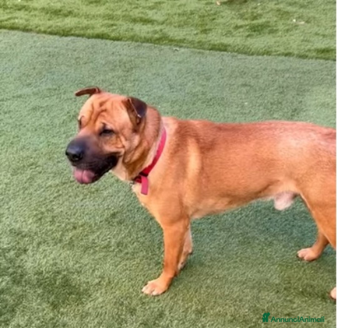Meticcio cani in regalo: Mix Sharpei 5anni PRESTO IN CANILE!MILANO - Annuncio 2