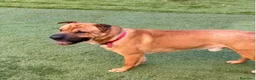 Meticcio cani in regalo: Mix Sharpei 5anni PRESTO IN CANILE!MILANO - Annuncio 2