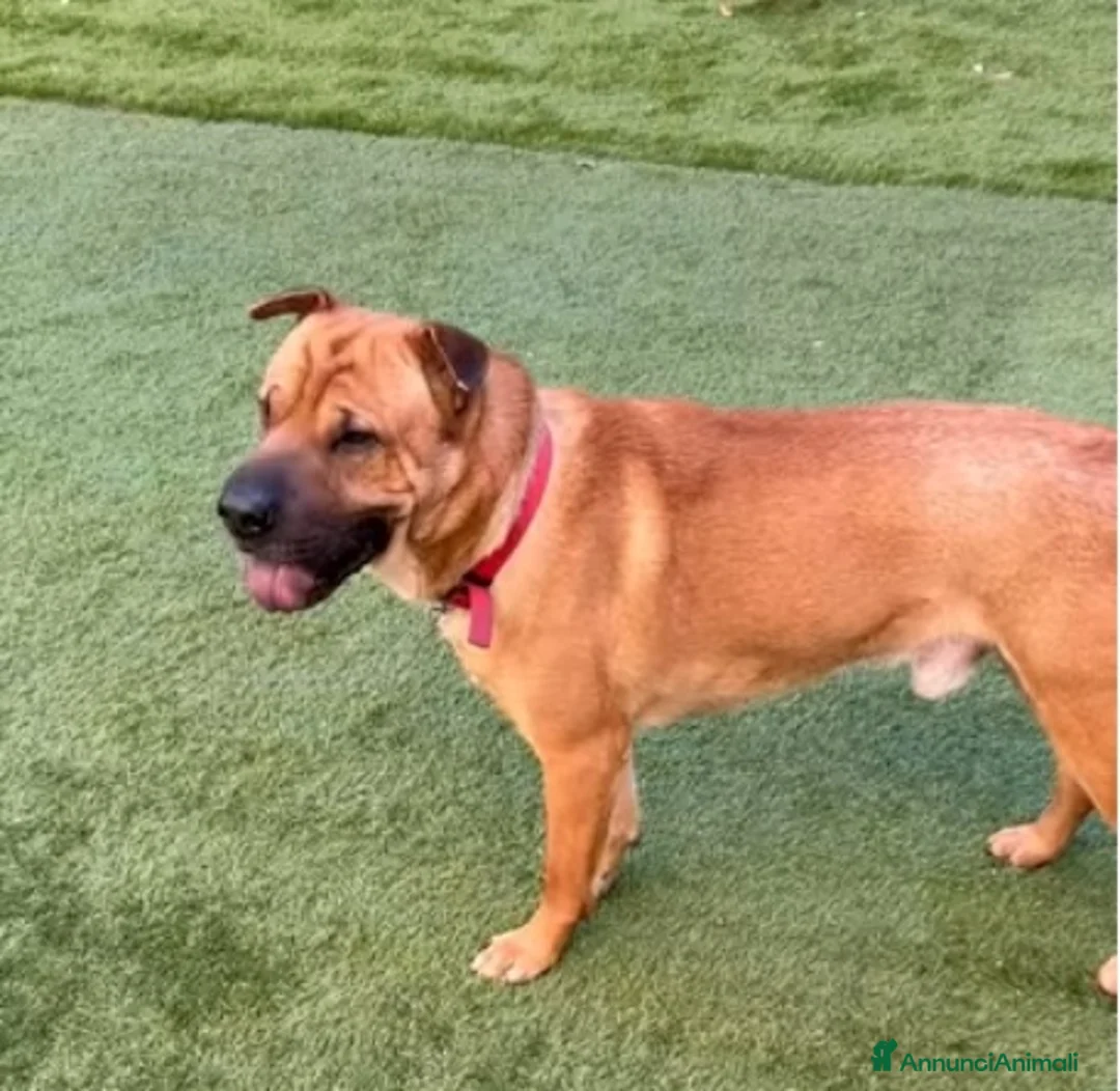 Meticcio cani in regalo: Mix Sharpei 5anni PRESTO IN CANILE!MILANO - Annuncio 2