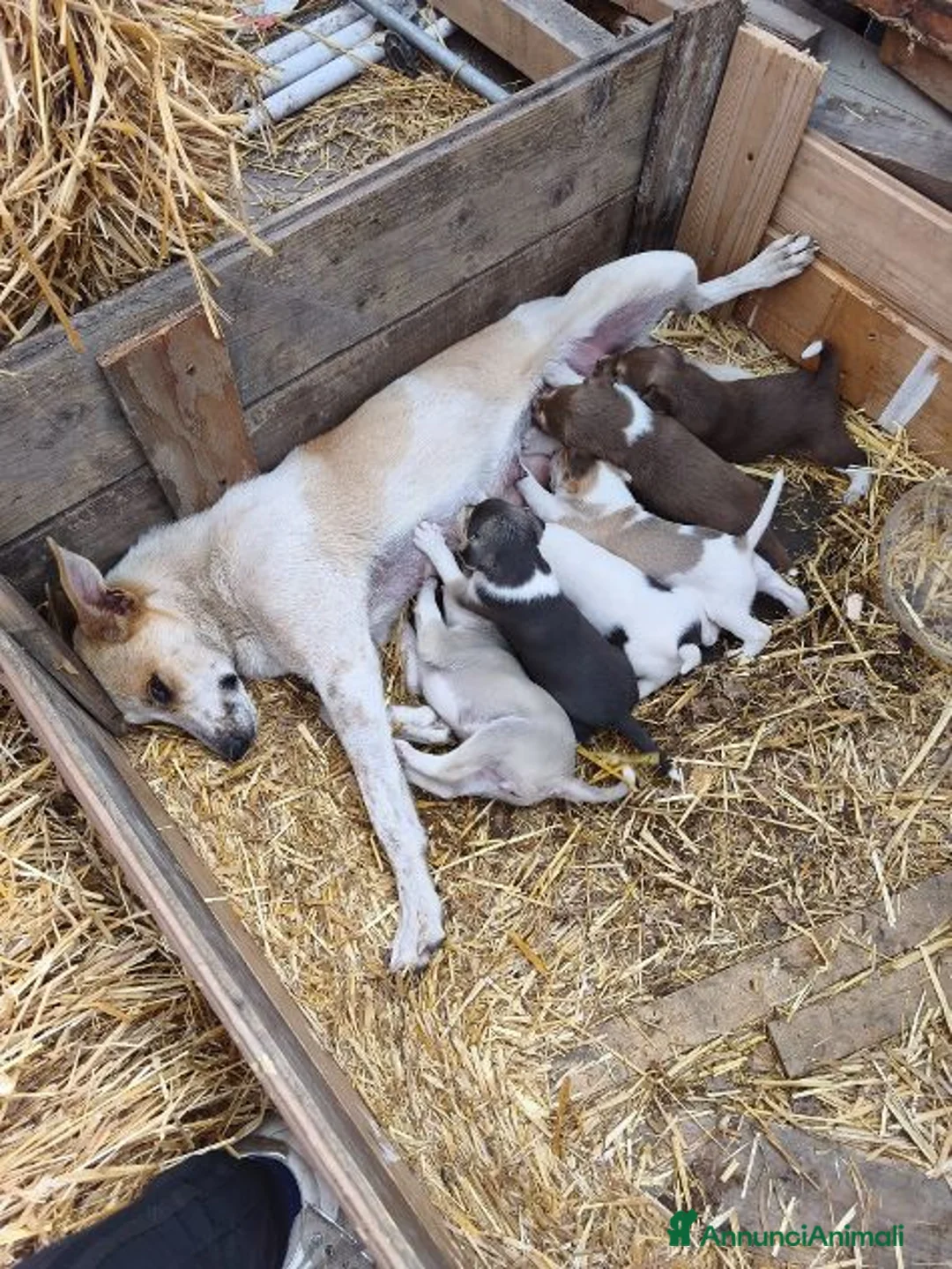 Meticcio cani in regalo: 5 belle sorelline futura tg media a Città metropolitana di Milano - Annuncio 2