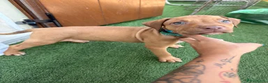Pitbull 5