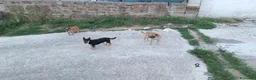 Meticcio cani in regalo: Triade di meticci - Annuncio 26