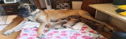 Alano cani in vendita: Cuccioli Alano Fulvi  a Provincia di Lucca - Annuncio 2