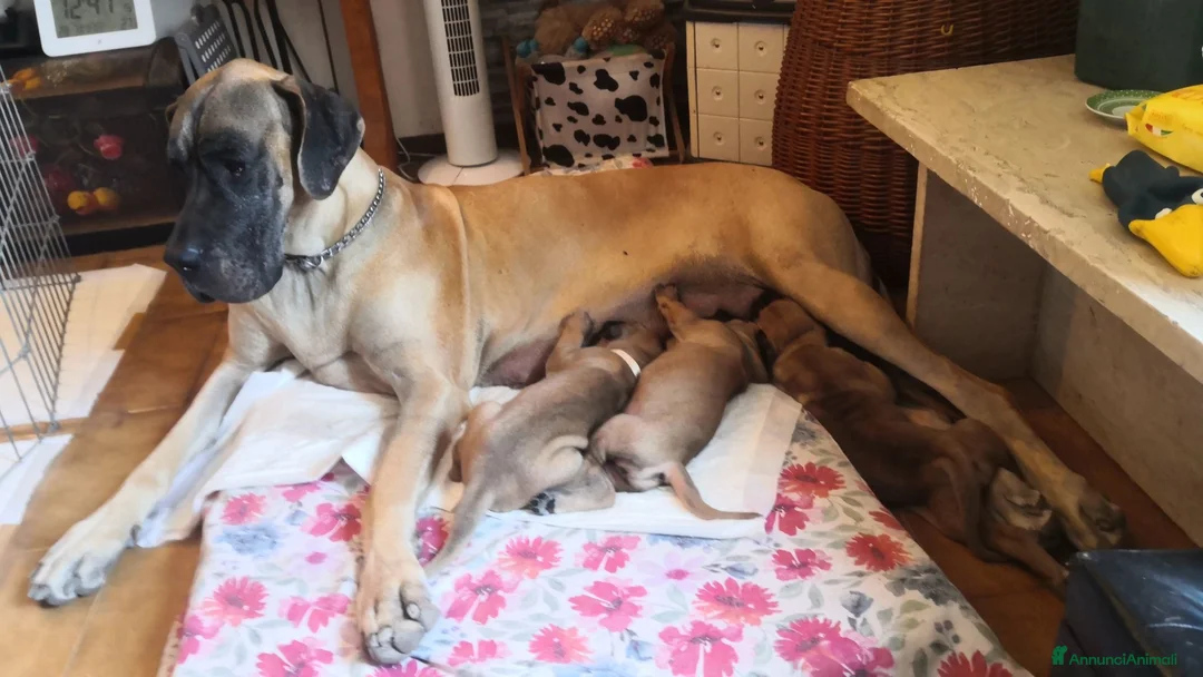 Alano cani in vendita: Cuccioli Alano Fulvi  a Provincia di Lucca - Annuncio 2