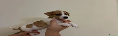 Jack Russell 3