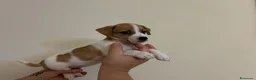 Jack Russell cani in vendita: cuccioli di jack russell a Provincia di Pescara - Annuncio 7
