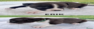 American Staffordshire 3