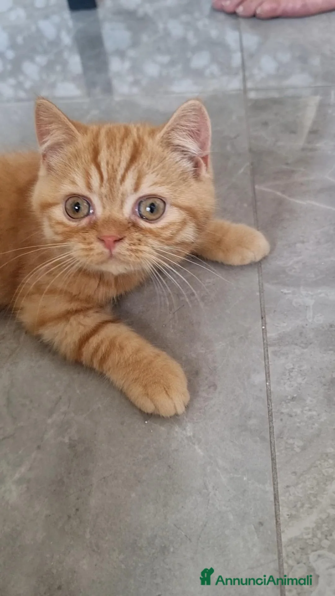 British gatti in vendita: Scottish Straight con Pedigree  - Annuncio 13