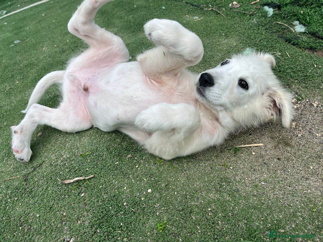 Pastore Maremmano cani in regalo: Vigorsol aspetta una famiglia - Annuncio 6