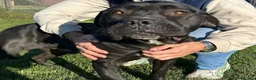 Pitbull cani in regalo: George, latin lover - Annuncio 3